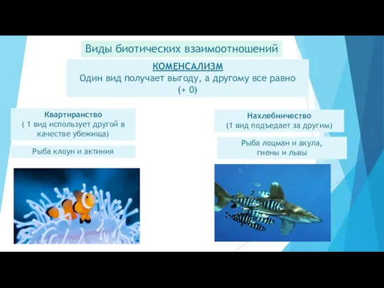 Виды биотических взаимоотношений КОМЕНСАЛИЗМ Один вид получает выгоду, а другому все равно