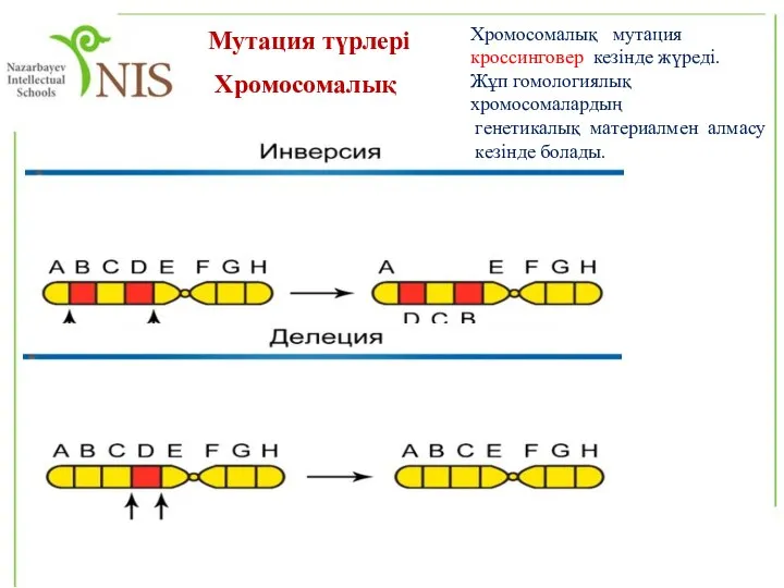 Мутация түрлері Хромосомалық Хромосомалық мутация кроссинговер кезінде жүреді. Жұп гомологиялық хромосомалардың генетикалық материалмен алмасу кезінде болады.