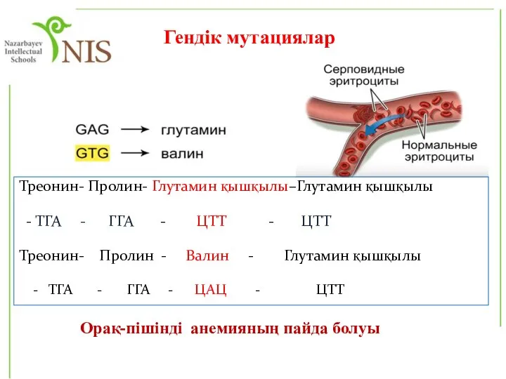 Гендік мутациялар Треонин- Пролин- Глутамин қышқылы–Глутамин қышқылы - ТГА - ГГА -