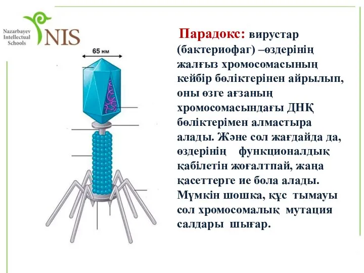 Парадокс: вирустар (бактериофаг) –өздерінің жалғыз хромосомасының кейбір бөліктерінен айрылып, оны өзге ағзаның