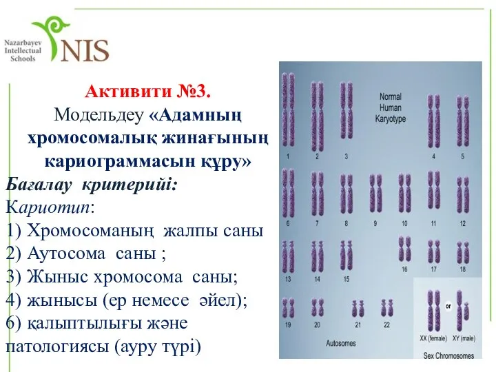 Активити №3. Модельдеу «Адамның хромосомалық жинағының кариограммасын құру» Бағалау критерийі: Кариотип: 1)