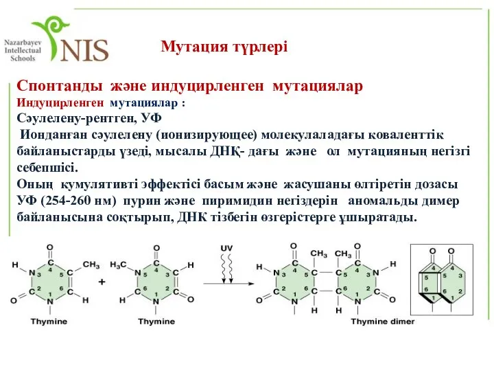 Мутация түрлері Спонтанды және индуцирленген мутациялар Индуцирленген мутациялар : Сәулелену-рентген, УФ Ионданған