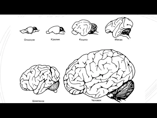 Отличие головного мозга человека
