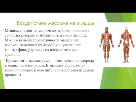 Воздействие массажа на мышцы Мышцы состоят из мышечных волокон, основное свойство которых