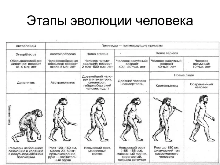 Этапы эволюции человека