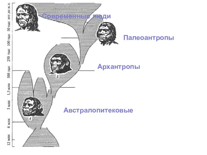 Австралопитековые Архантропы Палеоантропы Современные люди