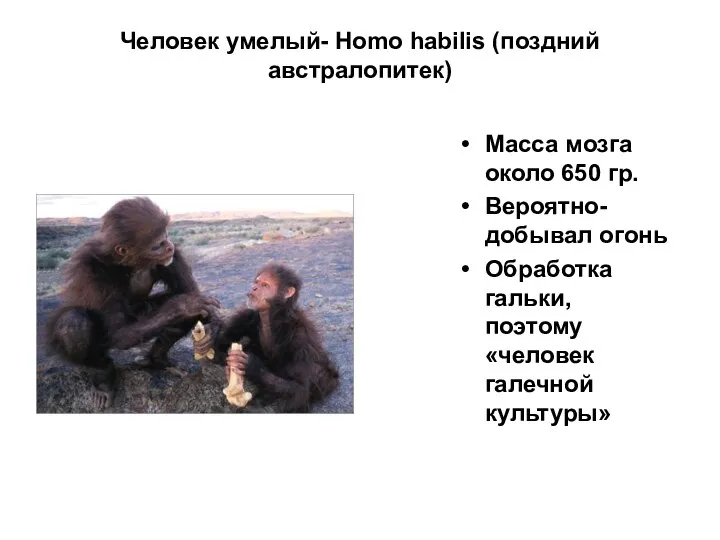 Человек умелый- Homo habilis (поздний австралопитек) Масса мозга около 650 гр. Вероятно-