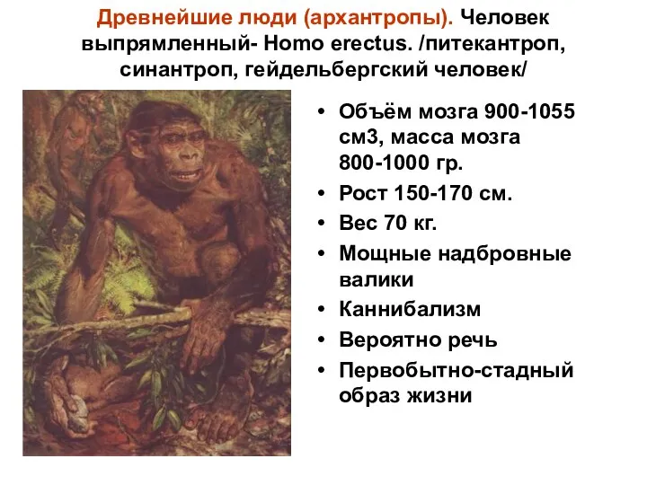 Древнейшие люди (архантропы). Человек выпрямленный- Homo erectus. /питекантроп, синантроп, гейдельбергский человек/ Объём