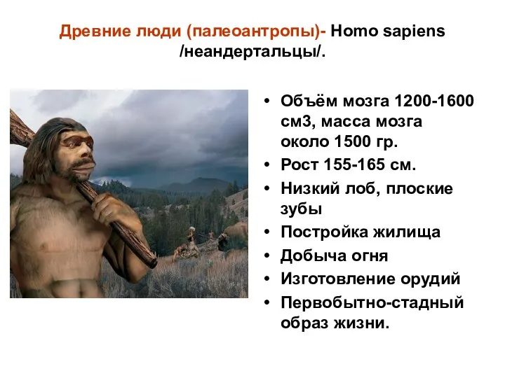 Древние люди (палеоантропы)- Homo sapiens /неандертальцы/. Объём мозга 1200-1600 см3, масса мозга