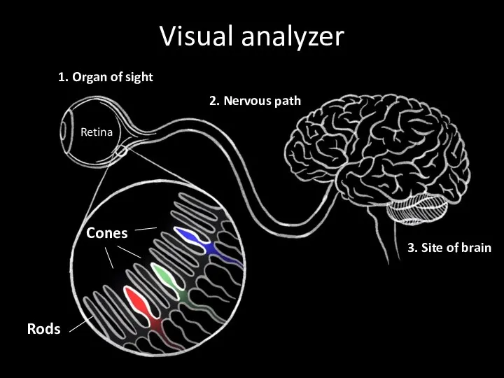 Visual analyzer 1. Organ of sight 2. Nervous path 3. Site of brain Cones Rods Retina