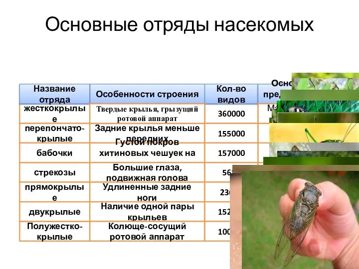 Основные отряды насекомых 360000 Особенности строения Кол-во видов Основные представители жесткокрылые перепончато-крылые