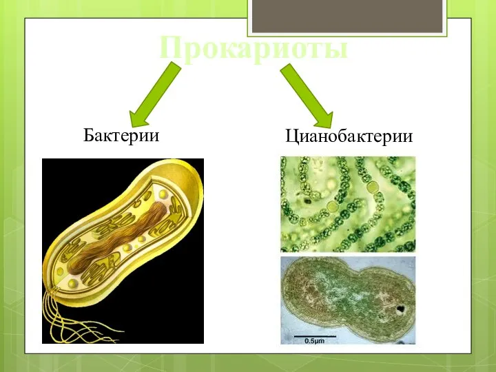 Прокариоты Бактерии Цианобактерии