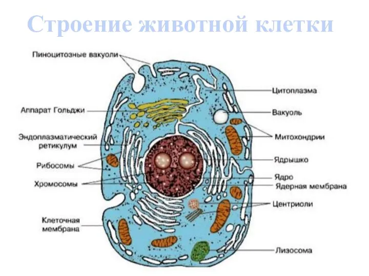 Строение животной клетки