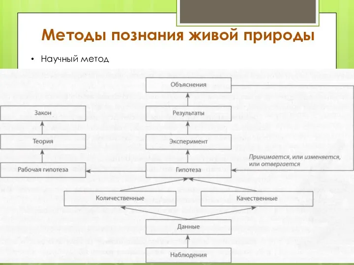 Методы познания живой природы Научный метод