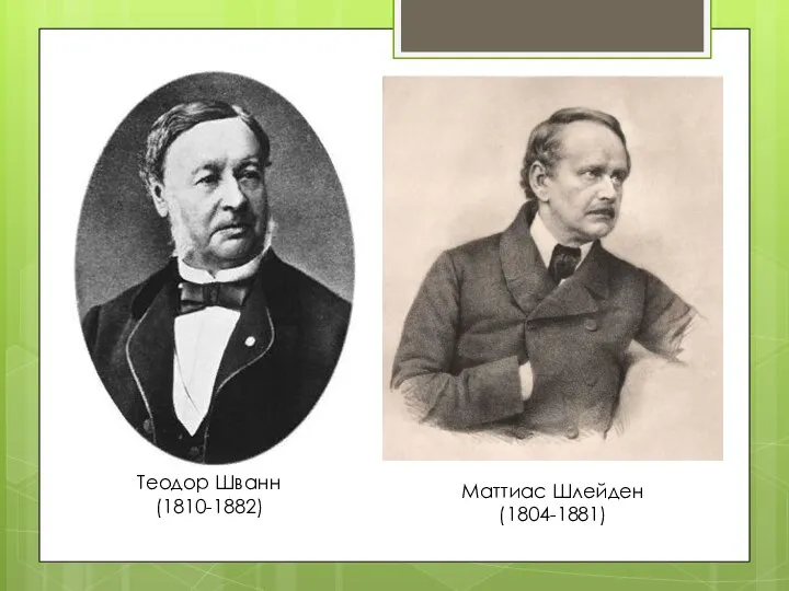 Теодор Шванн (1810-1882) Маттиас Шлейден (1804-1881)