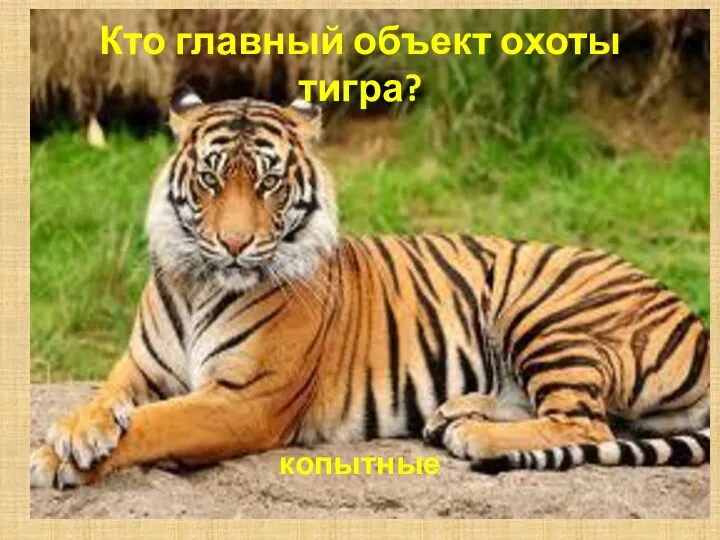 Кто главный объект охоты тигра? копытные