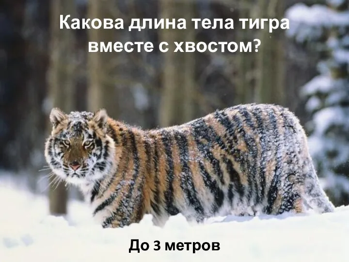 Какова длина тела тигра вместе с хвостом? До 3 метров