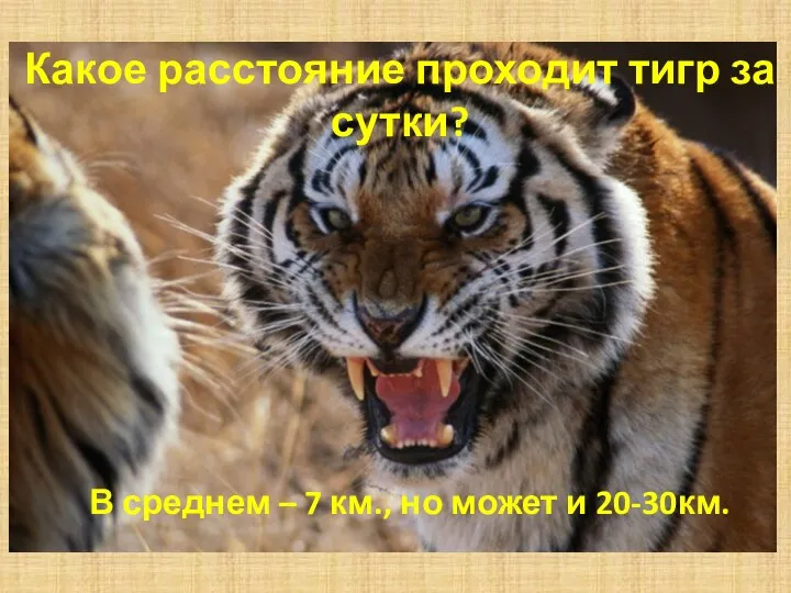 Какое расстояние проходит тигр за сутки? В среднем – 7 км., но может и 20-30км.