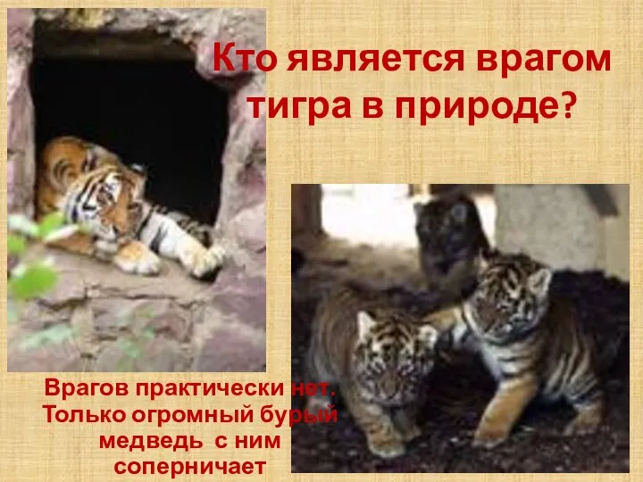 Кто является врагом тигра в природе? Врагов практически нет. Только огромный бурый медведь с ним соперничает
