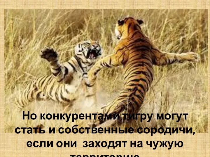 Но конкурентами тигру могут стать и собственные сородичи, если они заходят на чужую территорию