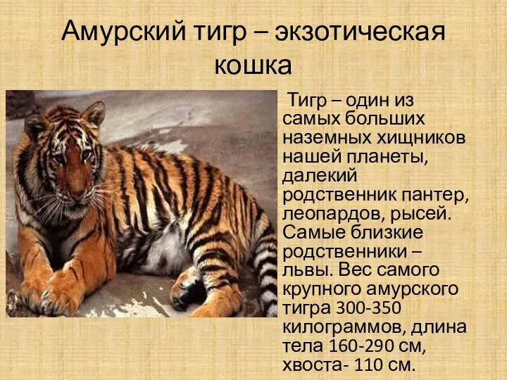Амурский тигр – экзотическая кошка Тигр – один из самых больших наземных