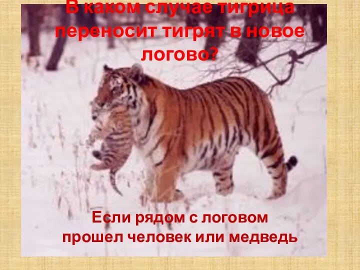 В каком случае тигрица переносит тигрят в новое логово? Если рядом с