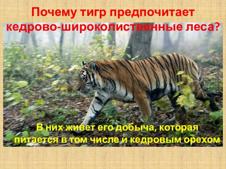 Почему тигр предпочитает кедрово-широколиственные леса? В них живет его добыча, которая питается