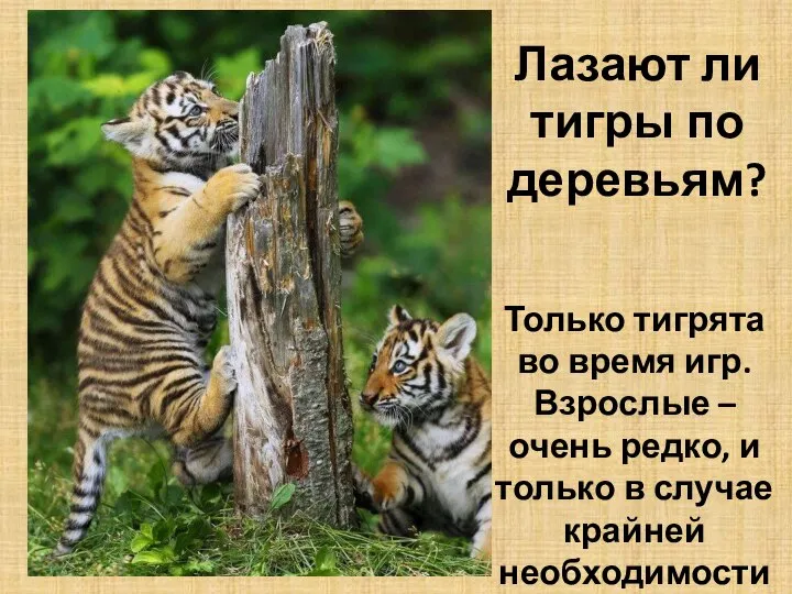 Лазают ли тигры по деревьям? Только тигрята во время игр. Взрослые –