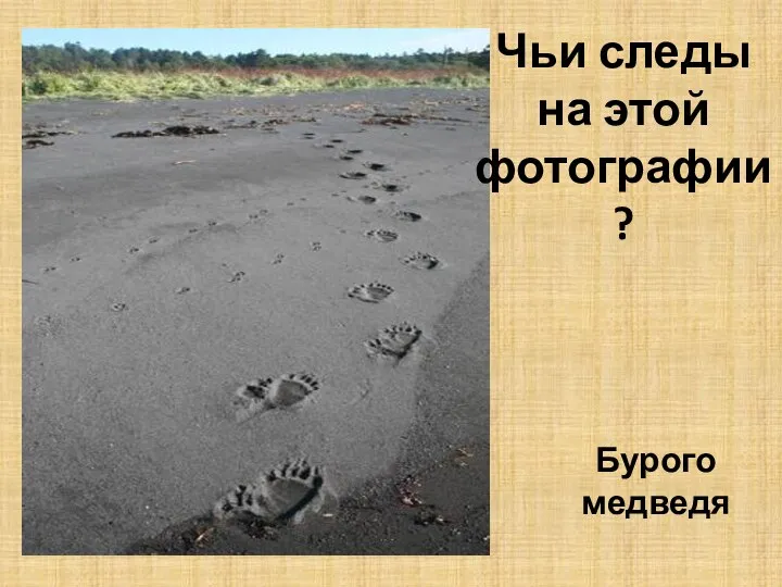 Чьи следы на этой фотографии? Бурого медведя