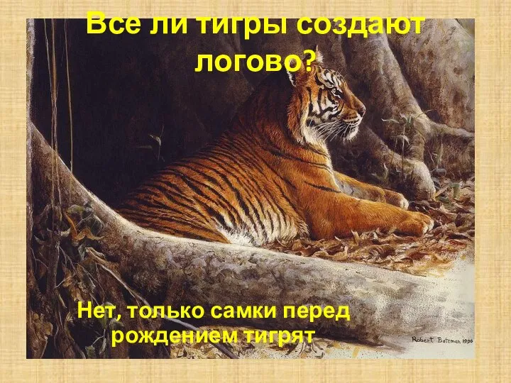 Все ли тигры создают логово? Нет, только самки перед рождением тигрят