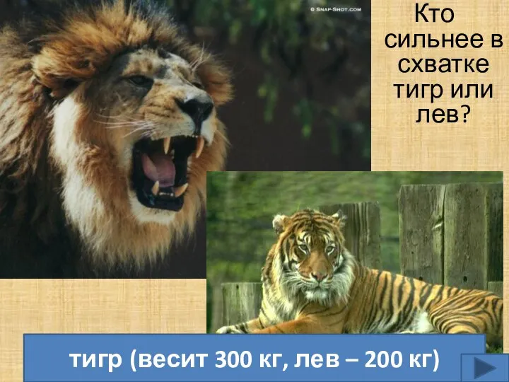 Кто сильнее в схватке тигр или лев? тигр (весит 300 кг, лев – 200 кг)
