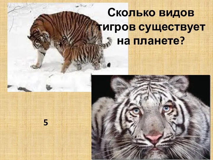 Сколько видов тигров существует на планете? 5