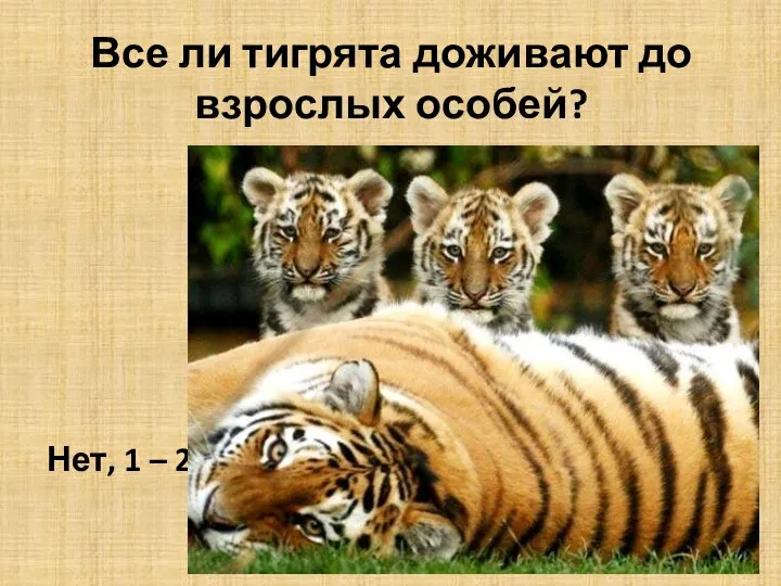 Все ли тигрята доживают до взрослых особей? Нет, 1 – 2