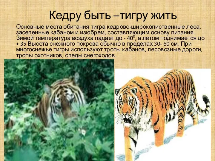 Кедру быть –тигру жить Основные места обитания тигра кедрово-широколиственные леса, заселенные кабаном