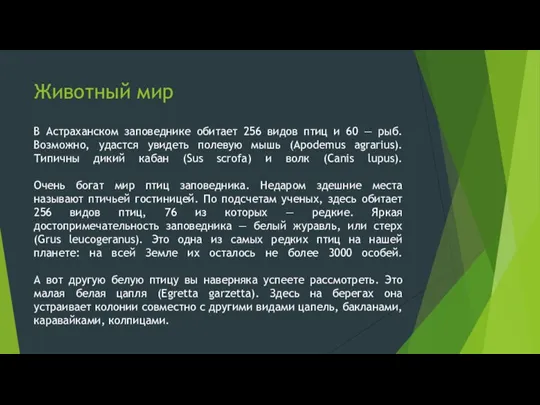 Животный мир В Астраханском заповеднике обитает 256 видов птиц и 60 —