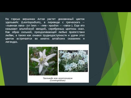 На горных вершинах Алтая растет диковинный цветок эдельвейс (Leontopodium), в переводе с