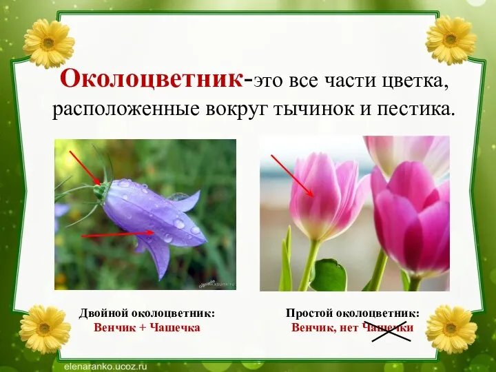 Околоцветник-это все части цветка, расположенные вокруг тычинок и пестика. Двойной околоцветник: Венчик