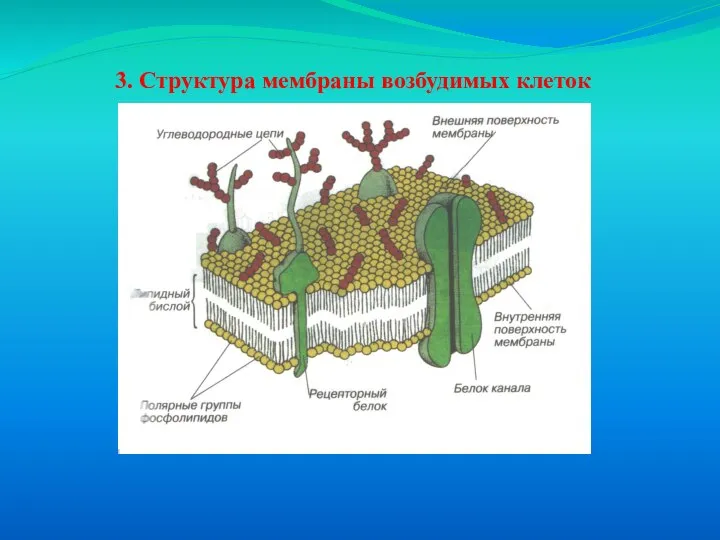 3. Структура мембраны возбудимых клеток