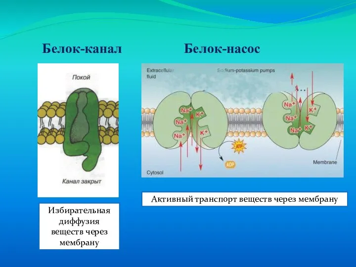 Белок-канал Белок-насос Избирательная диффузия веществ через мембрану Активный транспорт веществ через мембрану