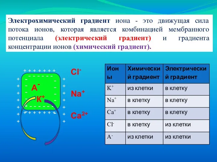 Электрохимический градиент иона - это движущая сила потока ионов, которая является комбинацией