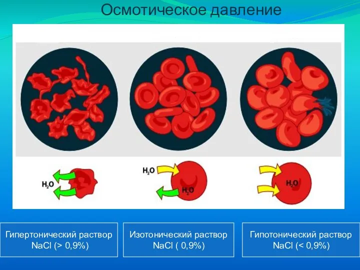 Гипертонический раствор NaCl (> 0,9%) Изотонический раствор NaCl ( 0,9%) Гипотонический раствор NaCl ( Осмотическое давление