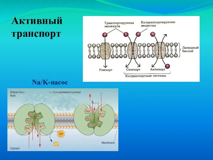 Активный транспорт Na/K-насос