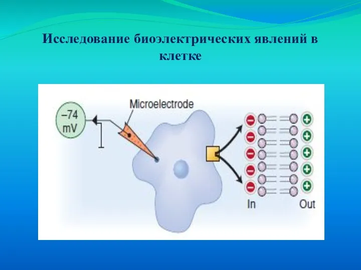 Исследование биоэлектрических явлений в клетке