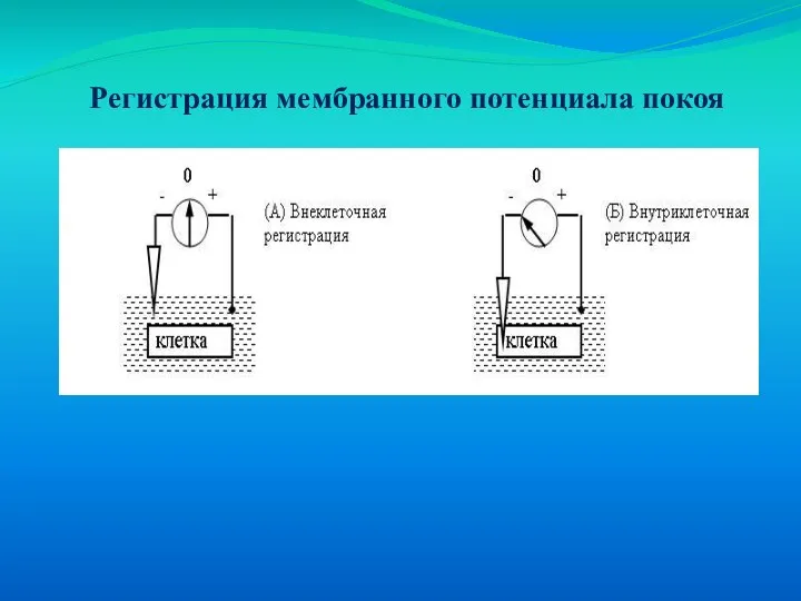 Регистрация мембранного потенциала покоя