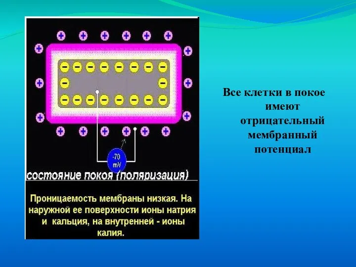 Все клетки в покое имеют отрицательный мембранный потенциал