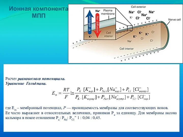 Ионная компонента МПП Расчет равновесного потенциала. Уравнение Гольдмана. где Em – мембранный