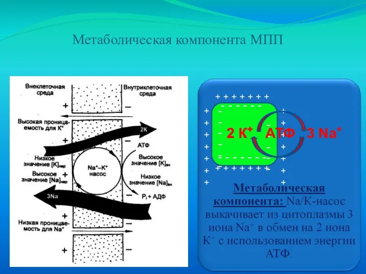 - - - - - - 2К+ 3 Na+ АТФ - -