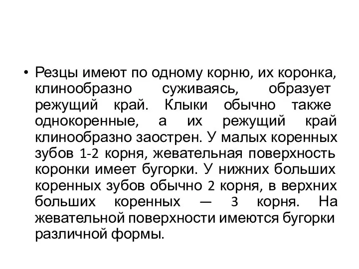 Резцы имеют по одному корню, их коронка, клинообразно суживаясь, образует режущий край.