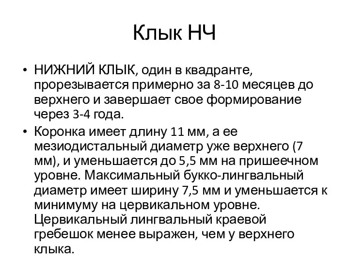 Клык НЧ НИЖНИЙ КЛЫК, один в квадранте, прорезывается примерно за 8-10 месяцев