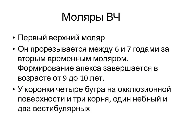 Моляры ВЧ Первый верхний моляр Он прорезывается между 6 и 7 годами